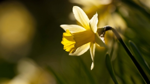Wild daffodil | North Wales Wildlife Trust