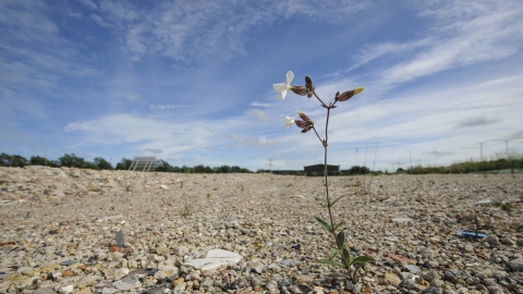 White Campion