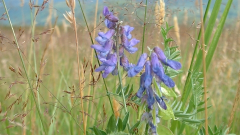 Tufted Vetch