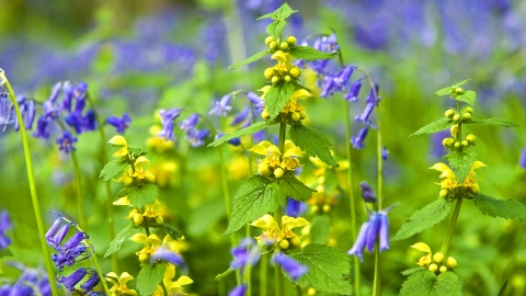 Yellow Archangel