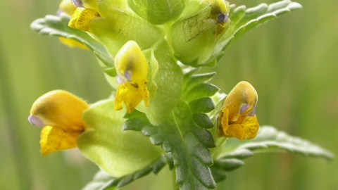 A plant with very pointy segmented leaves, and small yellow flowers, in a field of grass.