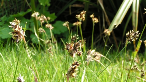 Field Wood-rush