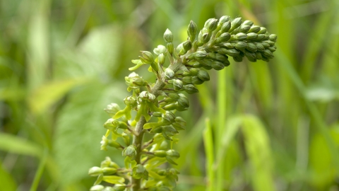 Common Twayblade