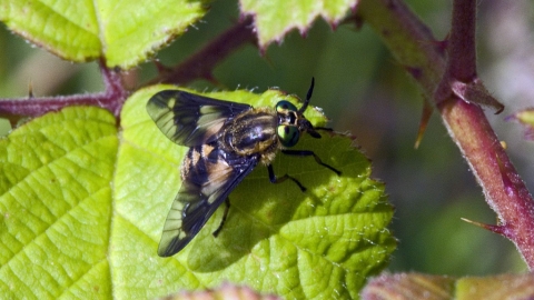 Twin-lobed Deer-fly