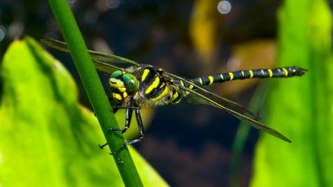 A Golden-ringed Dragonfly. It has a black and yellow banded body, large green eyes, and 4 long thin wings. It is sat holding on to the stem of a plant, above water.