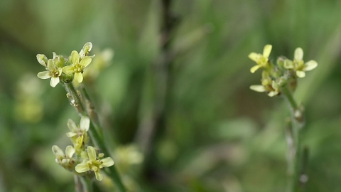 Hedge Mustard