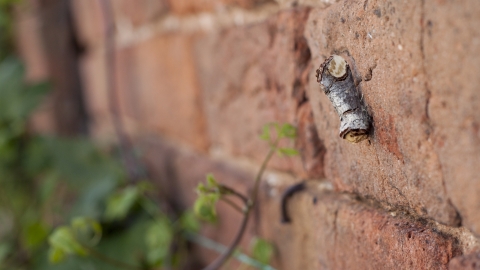 Buff-tip Moth