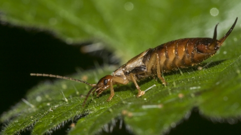 Common Earwig