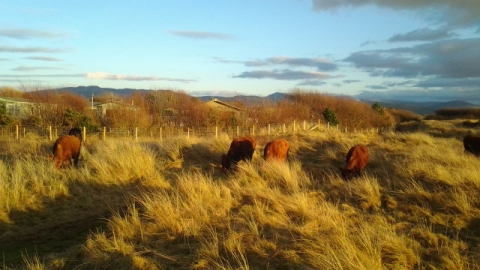 Cattle grazing at Greenacres Nature Reserve