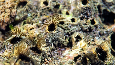 Acorn Barnacles