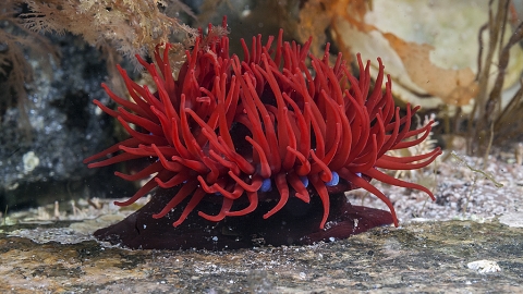 Beadlet Anemone