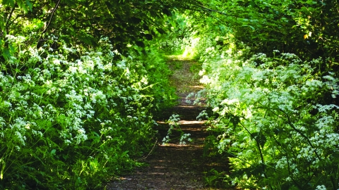 Caeau Pen y Clip Nature Reserve