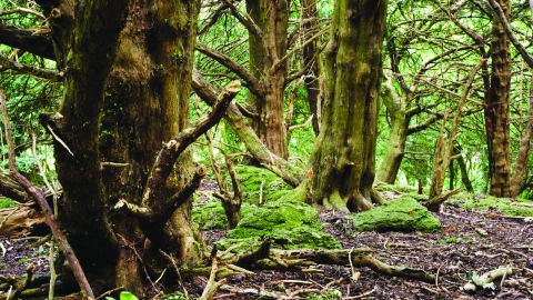 Coed Cilygroeslwyd Nature Reserve