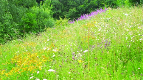 Coed y Felin Nature Reserve