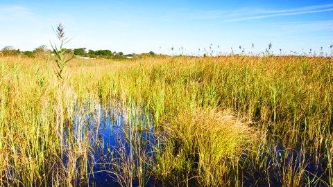 Cors Goch Nature Reserve