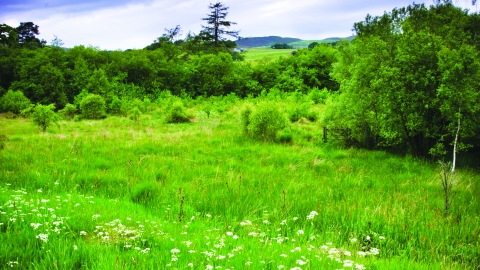 Cors y Sarnau Nature Reserve