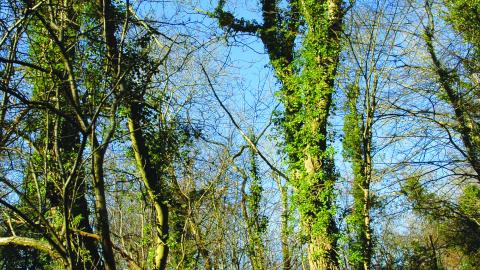 Coed Porthamel Nature Reserve