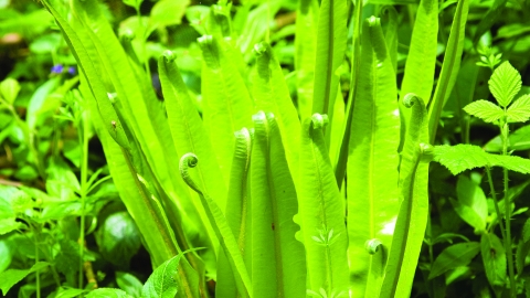 Harts Tongue Fern