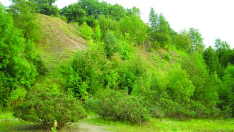 Marford Quarry Nature Reserve