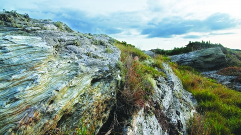 Porth Diana Nature Reserve. A rocky outcrop on the reserve, with layered striations, and small plants and grasses growing out of the larger cracks in the rock.