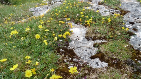 Small yellow flowers with 5 rounded petals, dotted through low vegetation, grass and mosses, with gaps in between where the pale rock they are growing on shows through.
