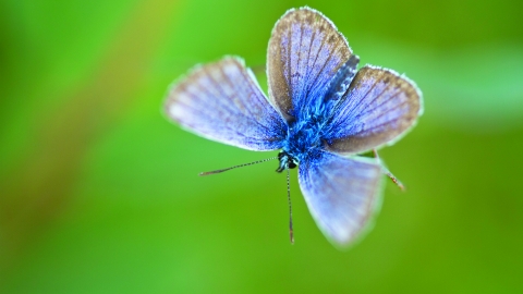 A close up of a bright blue butterfly, with thick black outline to the back wings, and thin black lines radiating out from it's body on each wing. It's antennae are black with small pale blue bands nearer the head. The background is a bright green mottled colour, of out of focus vegetation.