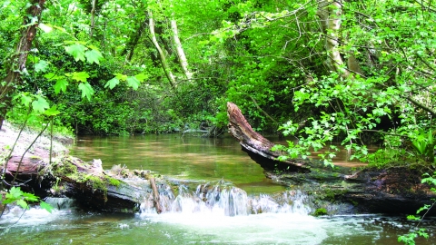 Y Ddol Uchaf Nature Reserve