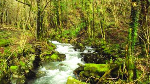 Abercorris Nature Reserve
