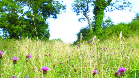 A field of tall grass and purple thistles, with 2 very tall green trees on either side of a gap in the hedgerow at the back of the field, and a bright blue cloudless sky.