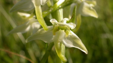 Greater butterfly orchid