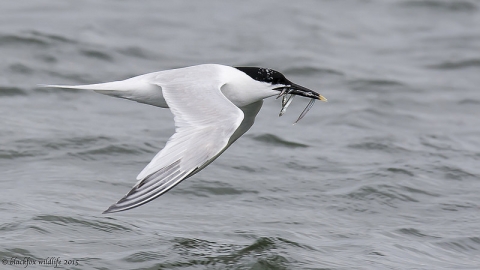 Sandwich tern