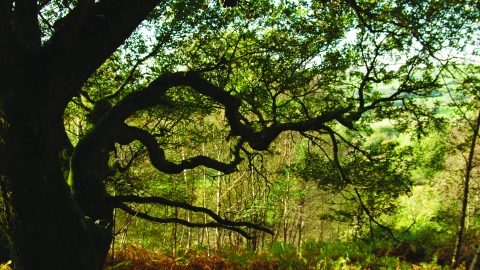 Coed Crafnant Nature Reserve
