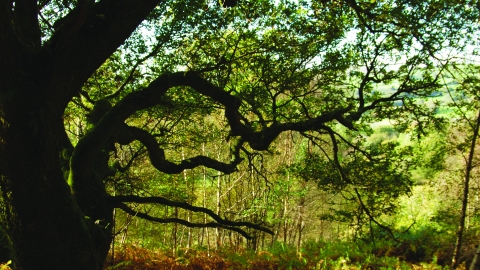 Coed Crafnant Nature Reserve