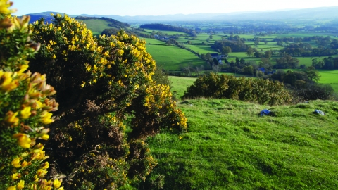 Y Graig nature reserve