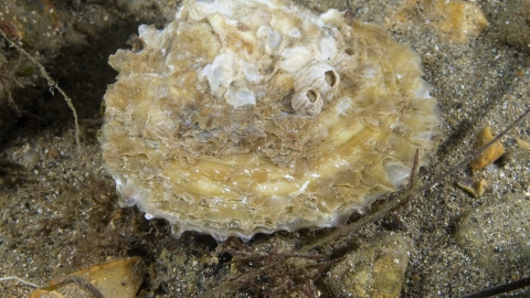 Oyster