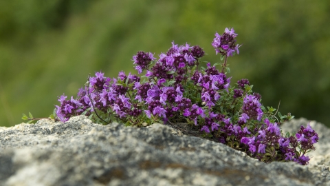 Wild thyme