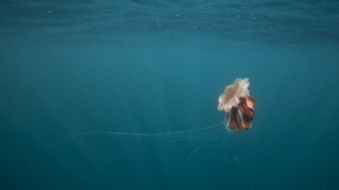 Lion S Mane Jellyfish North Wales Wildlife Trust