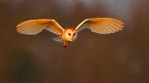 Barn Owl