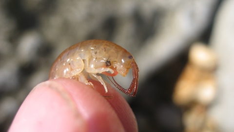 Sand hopper