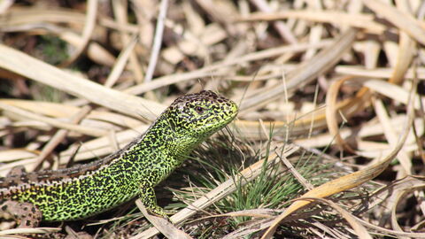 Sand lizard | North Wales Wildlife Trust