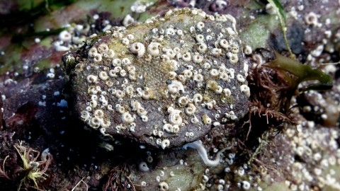 Spirorbis tube worms