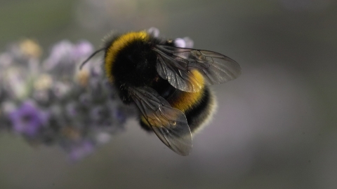 White-tailed bumblebee