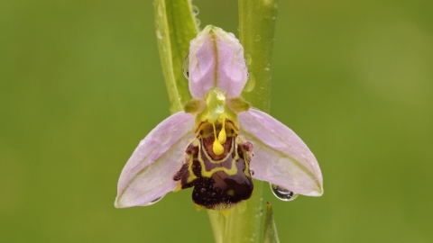 Bee Orchid