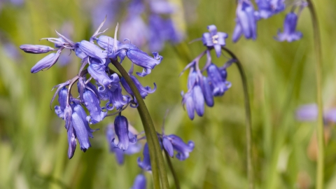 Bluebells