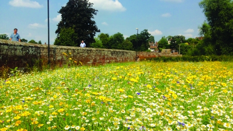 Bridge Craft Coronation Meadow