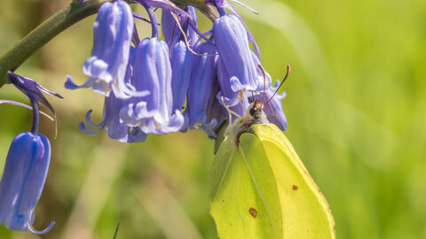 Brimstone on bluebell