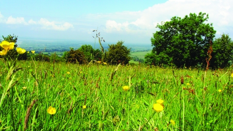 Caeau Tan y Bwlch Nature Reserve