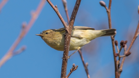 Chiffchaff