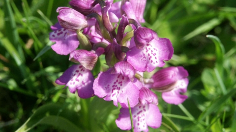 Green-winged orchid