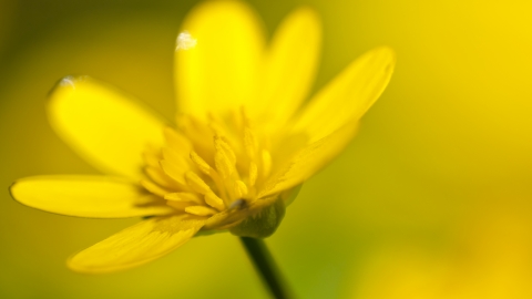 Lesser Celandine